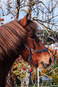 Close-up of an animal