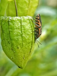 Close-up of butterfly on leaf