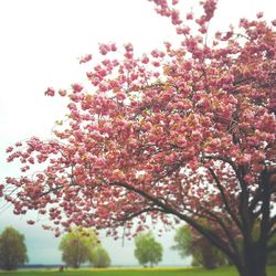 Low angle view of pink flowers blooming on tree