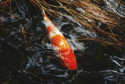 High angle view of koi fish in water