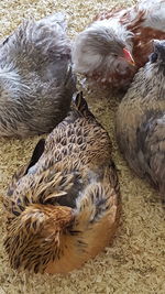 Close-up of rooster in water