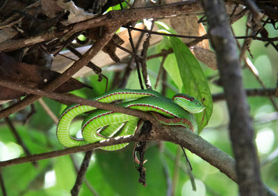 Close-up of lizard on tree branch