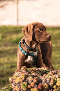 Dog looking away on field