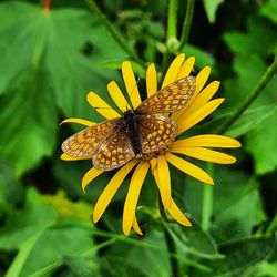 Close-up of butterfly pollinating on yellow flower
