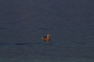 Ducks swimming in lake