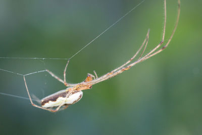 Close-up of spider on web