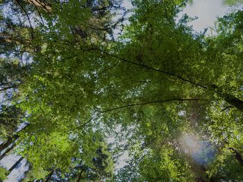 Low angle view of trees in forest