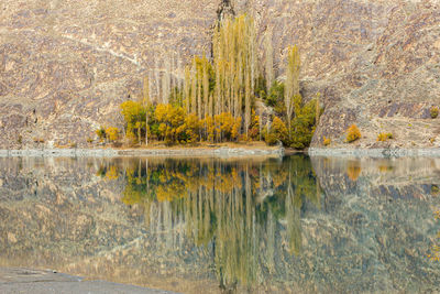 Scenic view of lake in forest