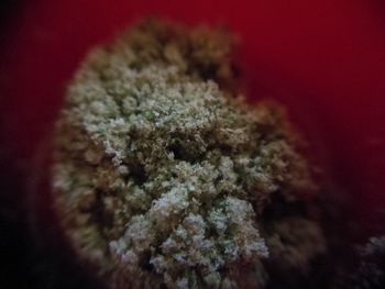 Close-up of coral underwater