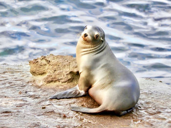 Close-up of meerkat on beach