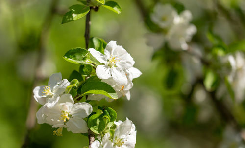 Close-up of white flowering plant