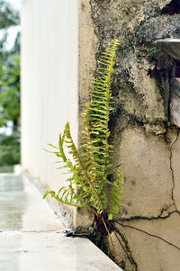 Close-up of plant against retaining wall