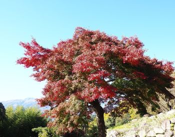 Low angle view of tree against sky during autumn