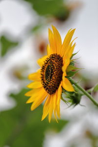 Close-up of yellow flower