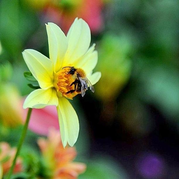 flower, one animal, insect, petal, animal themes, freshness, animals in the wild, flower head, fragility, wildlife, pollination, focus on foreground, bee, beauty in nature, growth, close-up, yellow, nature, pollen, blooming