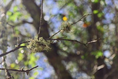 Close-up of plant against blurred background