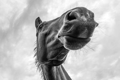 Low angle view of horse against sky