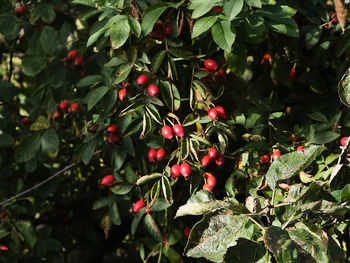 Close-up of red berries growing on tree