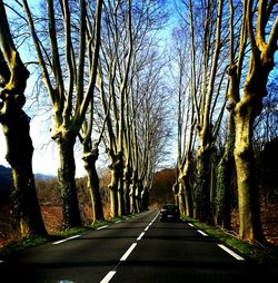 Empty road along bare trees