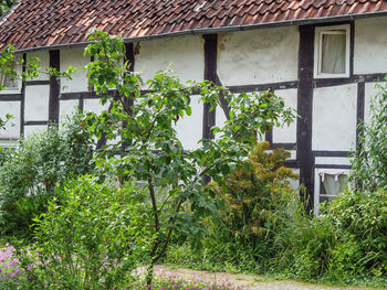 Plants growing outside building