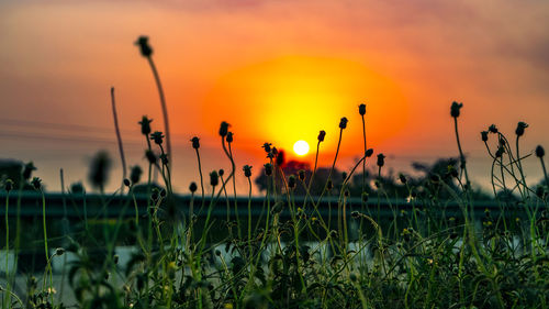 Close-up of silhouette plants on field against sky during sunset