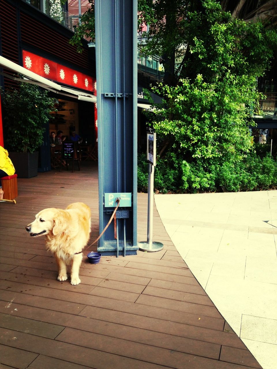 pets, domestic animals, animal themes, one animal, dog, building exterior, mammal, built structure, architecture, sidewalk, door, street, full length, day, outdoors, city, cat, house, no people, sitting