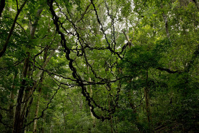 Trees in forest