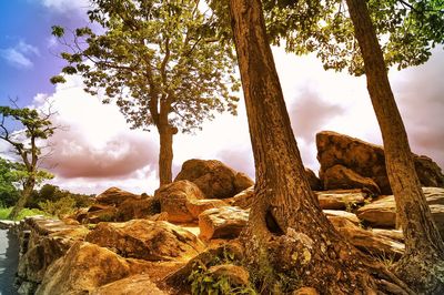 Low angle view of trees against sky