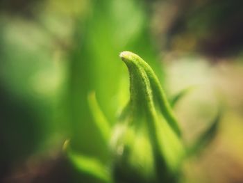 Close-up of fresh green plant