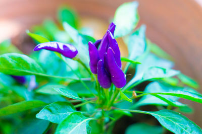 Close-up of purple flowers blooming outdoors