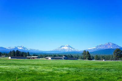 Scenic view of field against clear blue sky