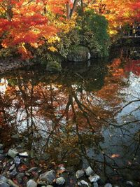 Reflection of trees in water