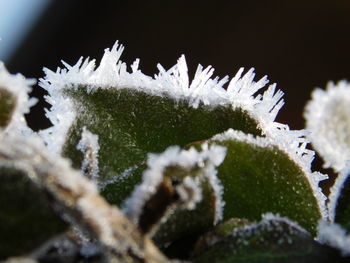 Close-up of frozen plant