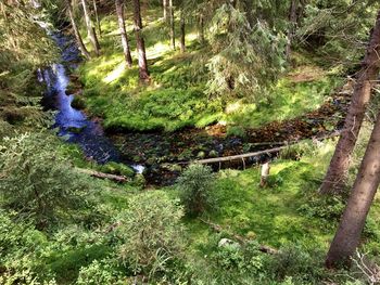 Plants and trees in forest