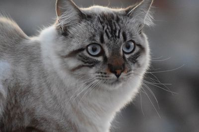 Close-up portrait of cat