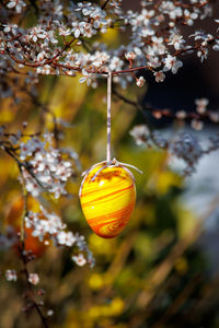 Close-up of christmas tree