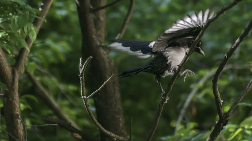 Bird flying in a tree