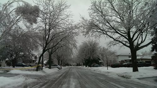 Snow covered road along trees