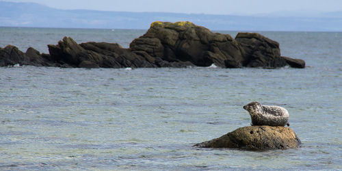 View of turtle on rock