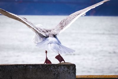 Close-up of bird perching on wall