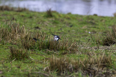 View of bird on grass