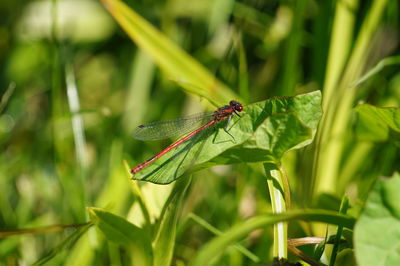 Close-up of insect on plant