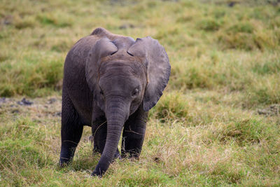 Elephants on field