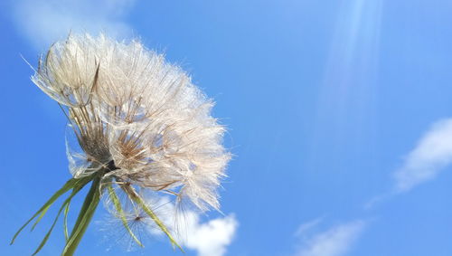 Close-up of dandelion against blue sky