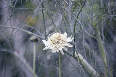 Close-up of white flowering plant on field