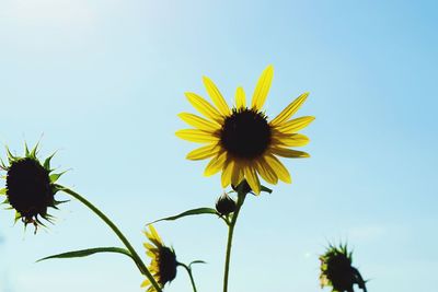 Low angle view of sunflower blooming against clear sky