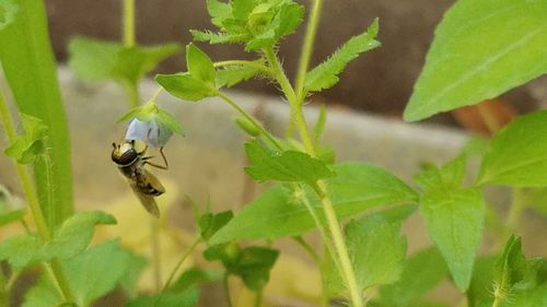 Close-up of bee pollinating flower