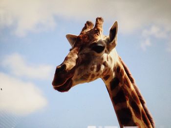 Low angle view of giraffe against sky