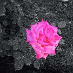 Close-up of pink rose