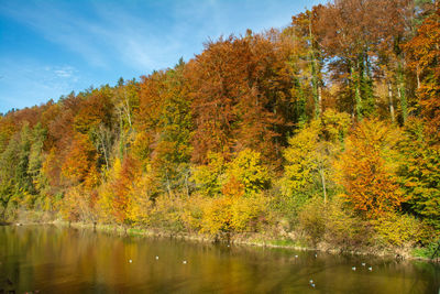Trees by lake in forest during autumn